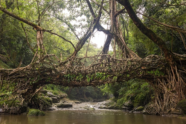 The Living Bridges Of Meghalaya